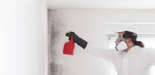 Best Mold Remediation  in Adrian, MN